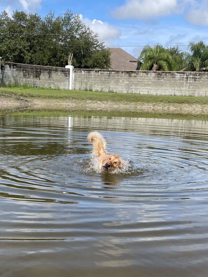 A golden retriever swimming in a pond.