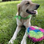A golden retriever laying in the grass with a colorful ball.