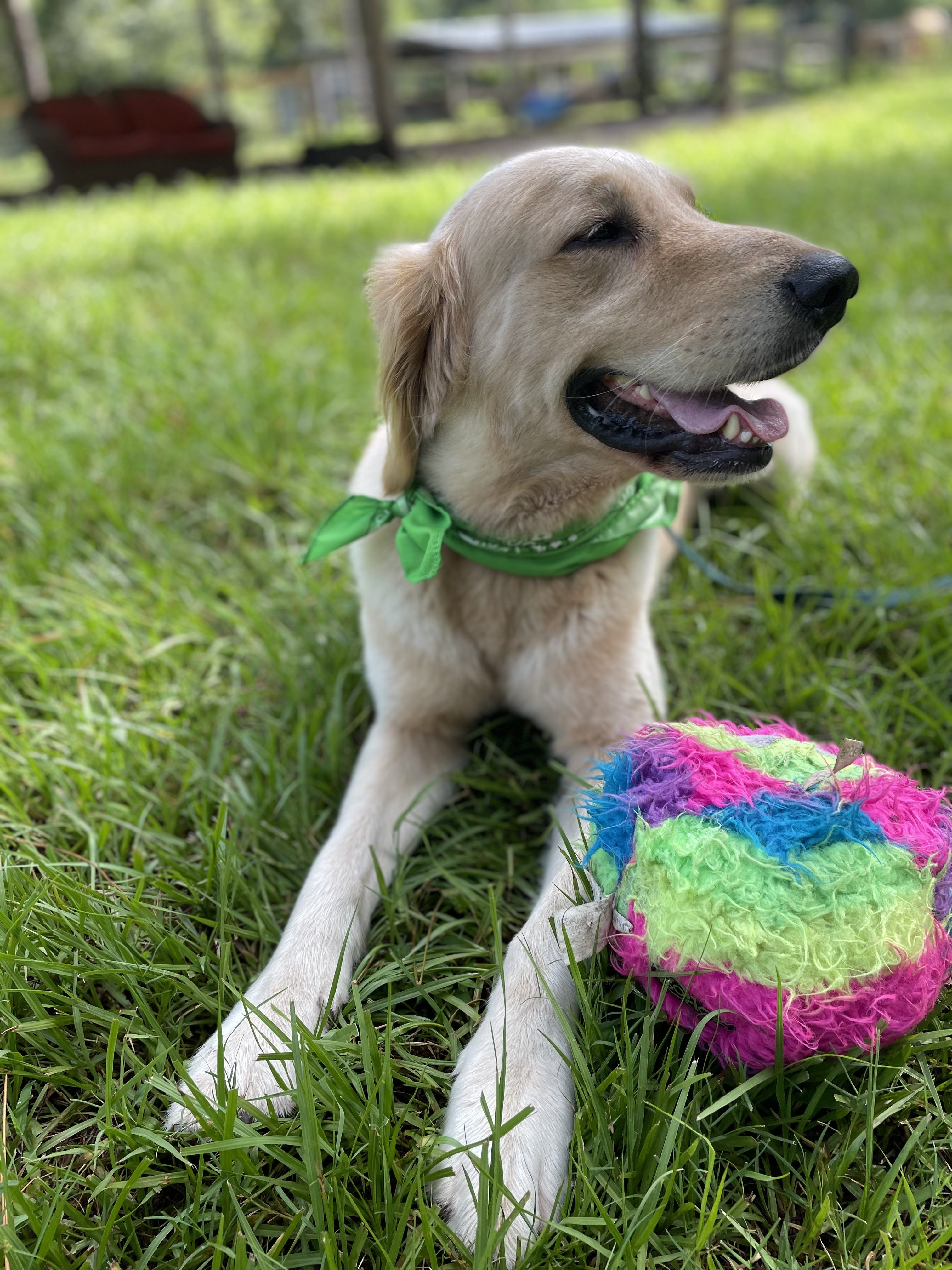 A golden retriever laying in the grass with a colorful ball.