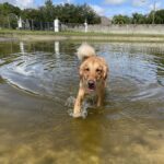 A golden retriever swimming in a pond.