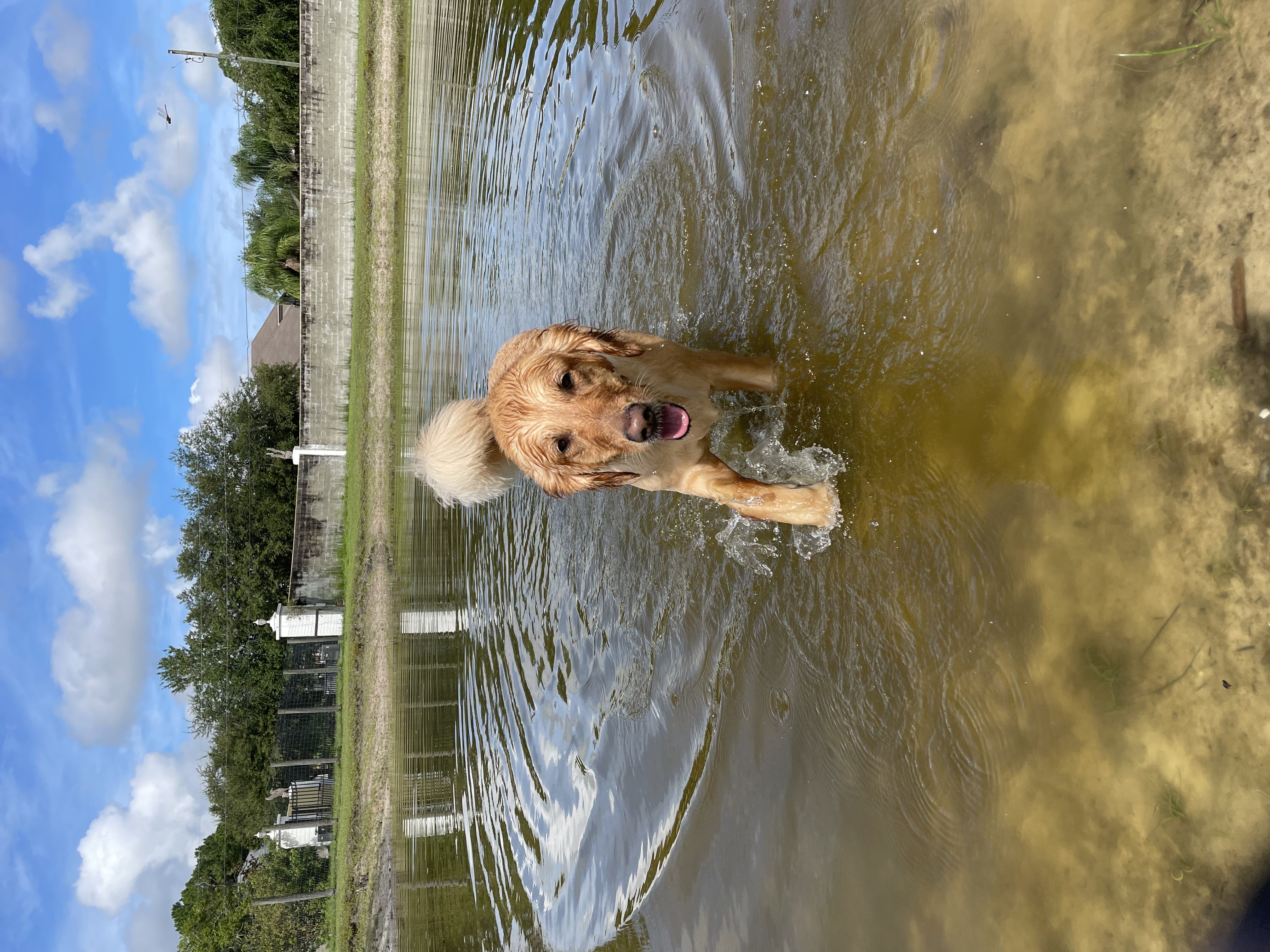 A golden retriever swimming in a pond.