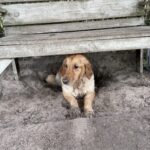 A dog is laying under a bench.