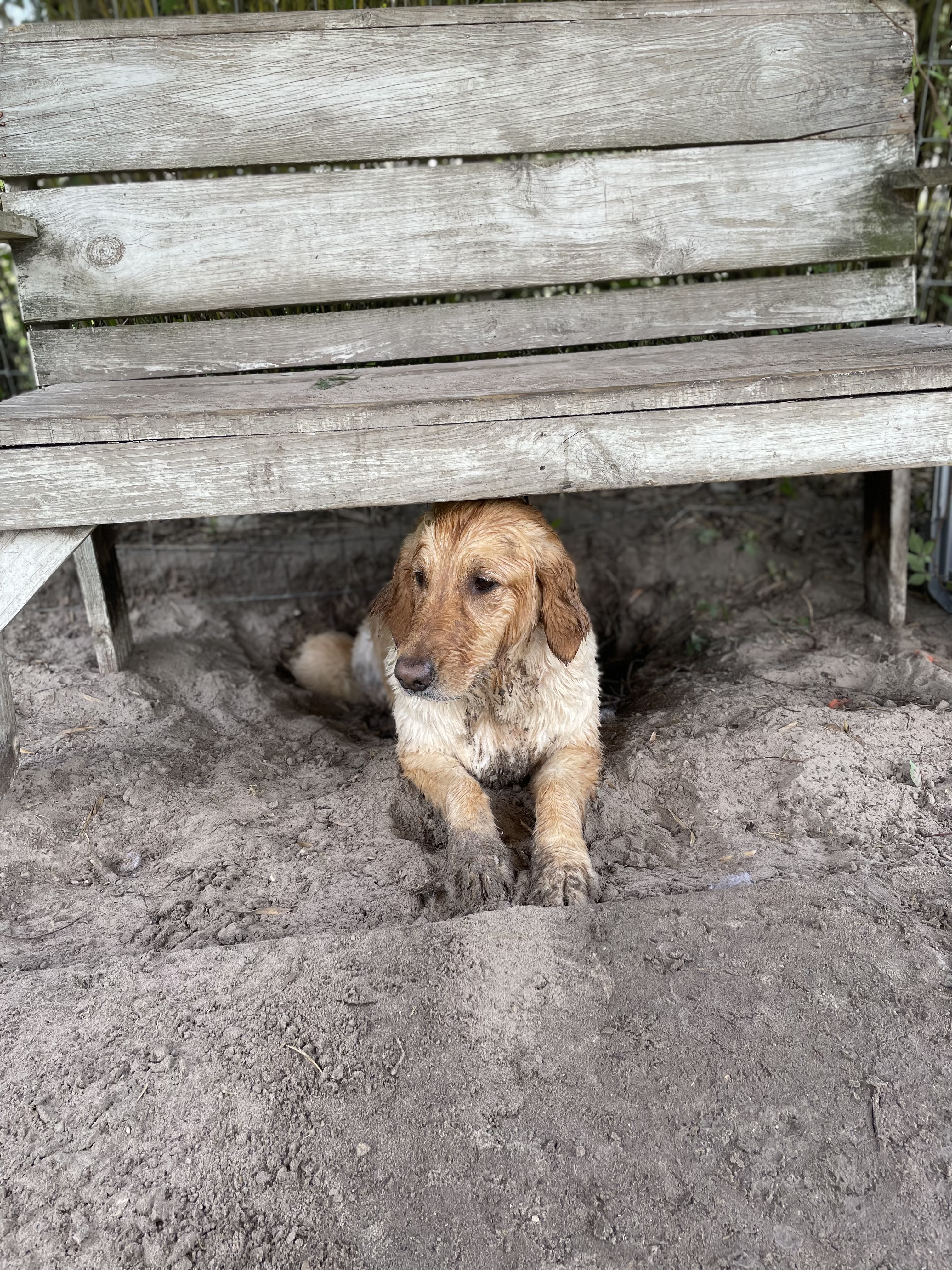 A dog is laying under a bench.