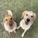 Two golden retrievers standing on the grass.