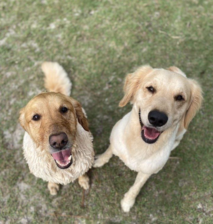 Two golden retrievers standing on the grass.