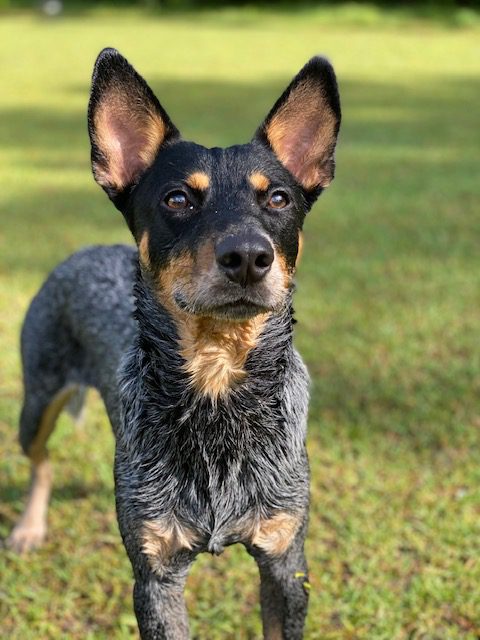 A black and blue dog standing in a grassy field.