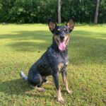 Person, an adoptable blue heeler in tampa, fl.