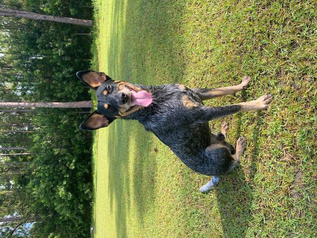 Person, an adoptable blue heeler in tampa, fl.