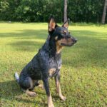 A blue heeler dog sitting in the grass.