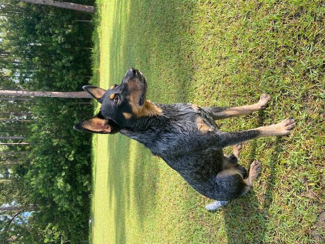 A blue heeler dog sitting in the grass.