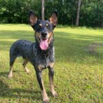 Person, an adoptable blue heeler in sarasota, fl.