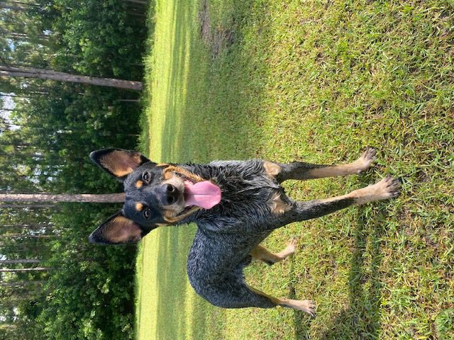 Person, an adoptable blue heeler in sarasota, fl.