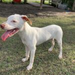 A white dog standing in the grass with its tongue out.