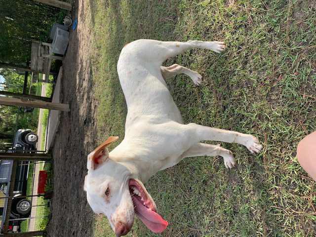 A white dog standing in the grass with its tongue out.