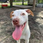 A white dog with its tongue out is standing in the dirt.