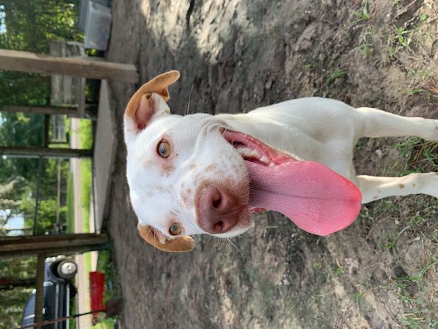A white dog with its tongue out is standing in the dirt.
