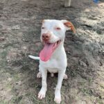 A white dog sitting in the dirt with his tongue out.