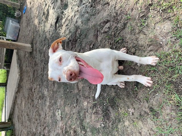 A white dog sitting in the dirt with his tongue out.