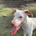A white dog standing in the grass with its tongue out.