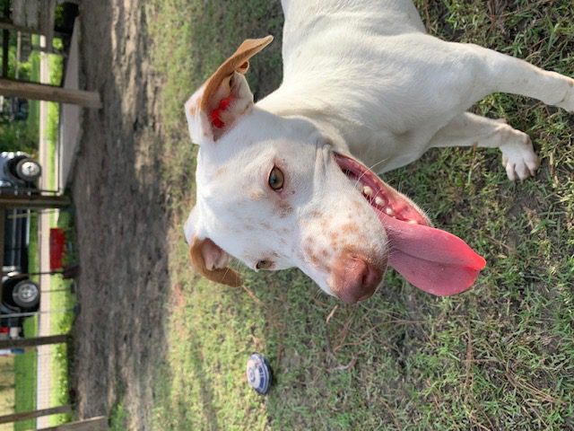 A white dog standing in the grass with its tongue out.