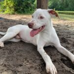 A white dog laying in the dirt with his tongue out.