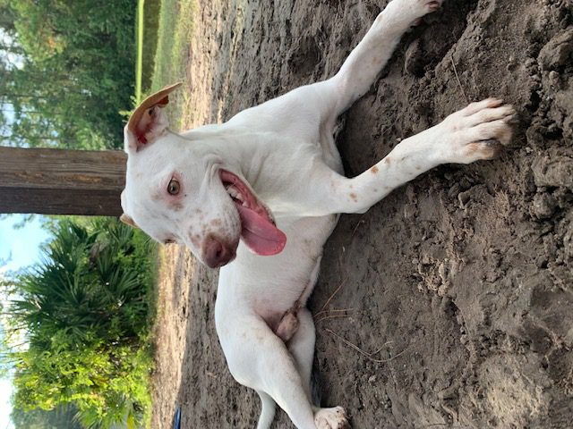A white dog laying in the dirt with his tongue out.