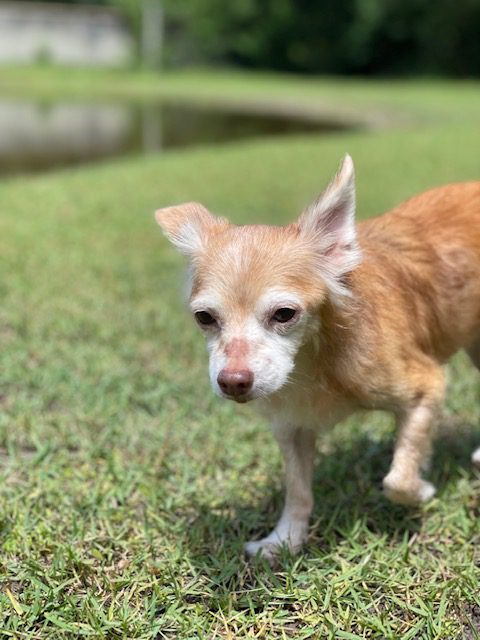 Chihuahua, an adoptable chihuahua & chihuahua.