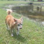 An adoptable chihuahua in st petersburg, fl.