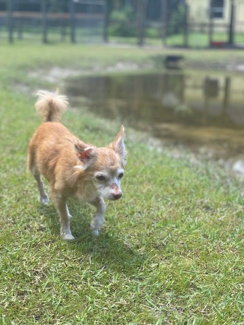 An adoptable chihuahua in st petersburg, fl.