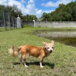 A chihuahua dog standing next to a pond.