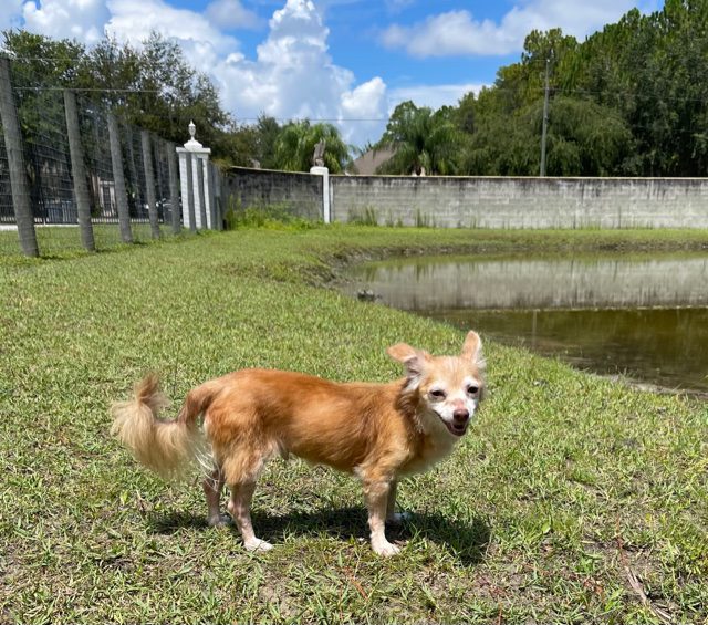 A chihuahua dog standing next to a pond.
