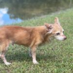 A small chihuahua standing in the grass next to a pond.