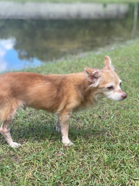 A small chihuahua standing in the grass next to a pond.