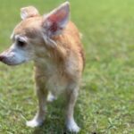 A small chihuahua standing in the grass.