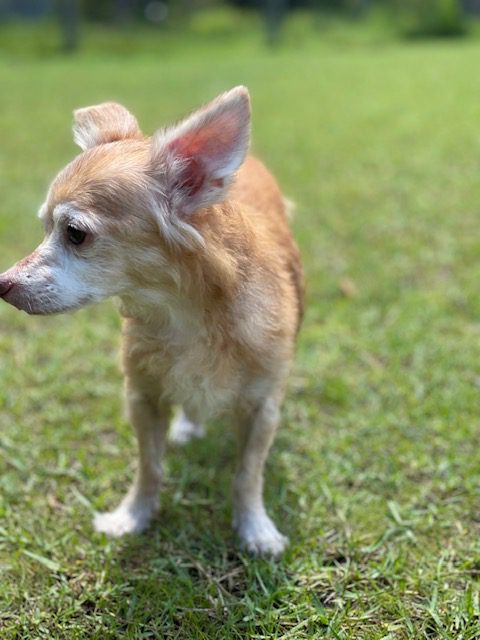 A small chihuahua standing in the grass.