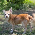 Person, an adoptable chihuahua & chihuahua mix in miami, f.