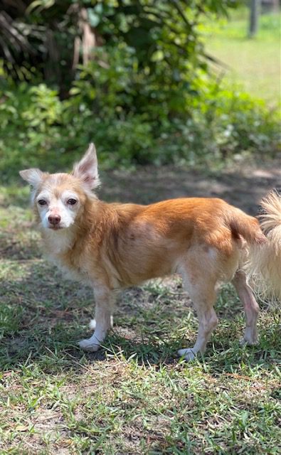 Person, an adoptable chihuahua & chihuahua mix in miami, f.