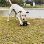 A white dog playing with a toy near a pond.