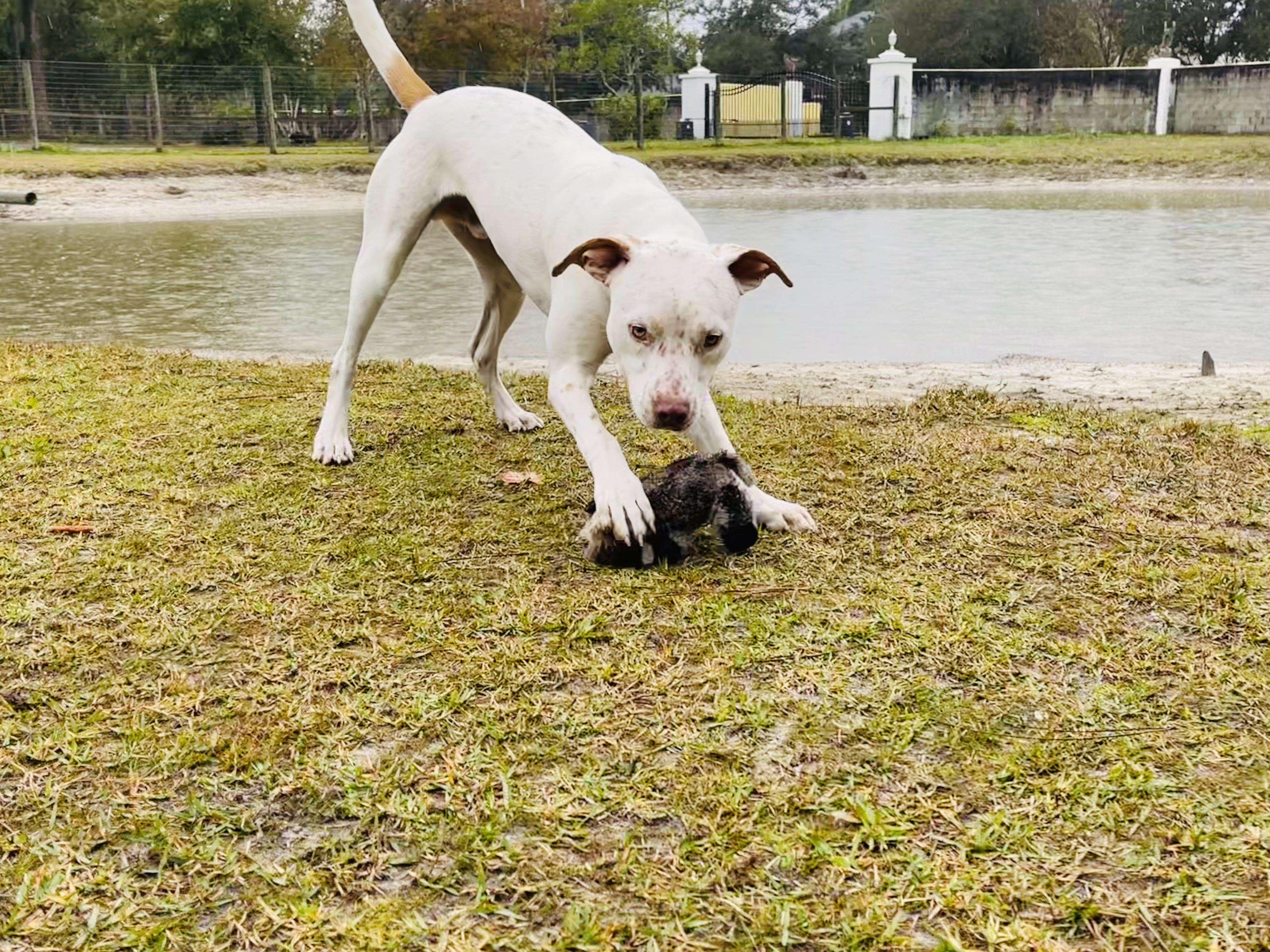 A white dog playing with a toy near a pond.