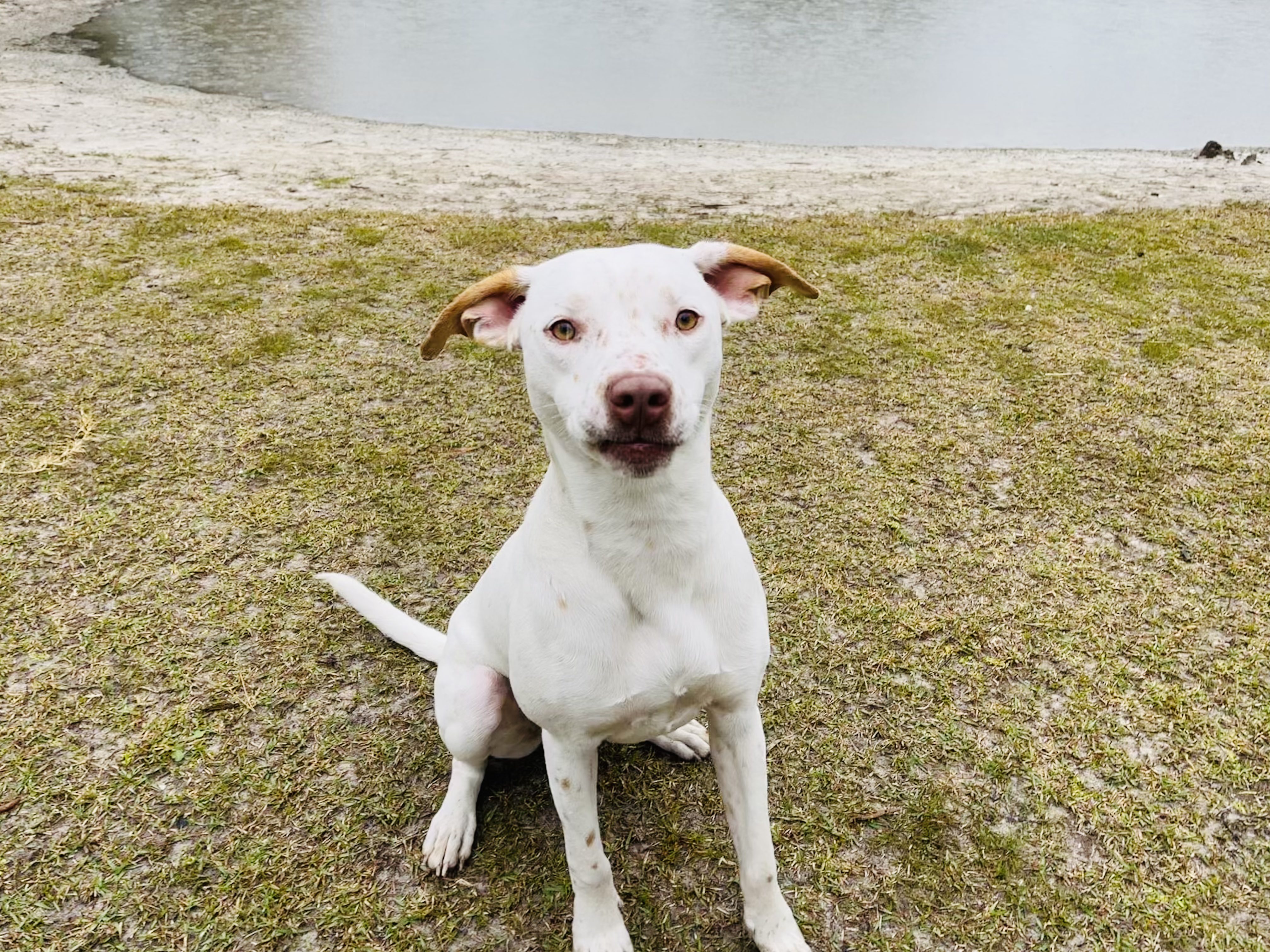 A white dog sitting on the grass next to a pond.