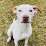 A white dog is sitting on the grass looking at the camera.