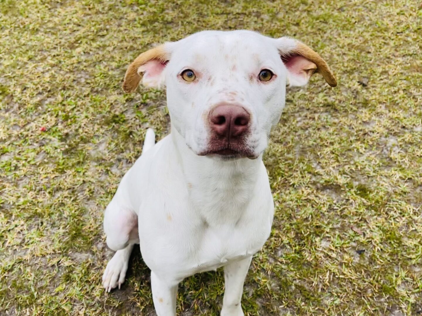 A white dog is sitting on the grass looking at the camera.