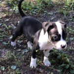 A black and white puppy standing in the grass.