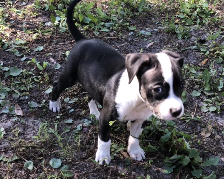 A black and white puppy standing in the grass.