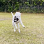 A white dog catching a frisbee in a field.