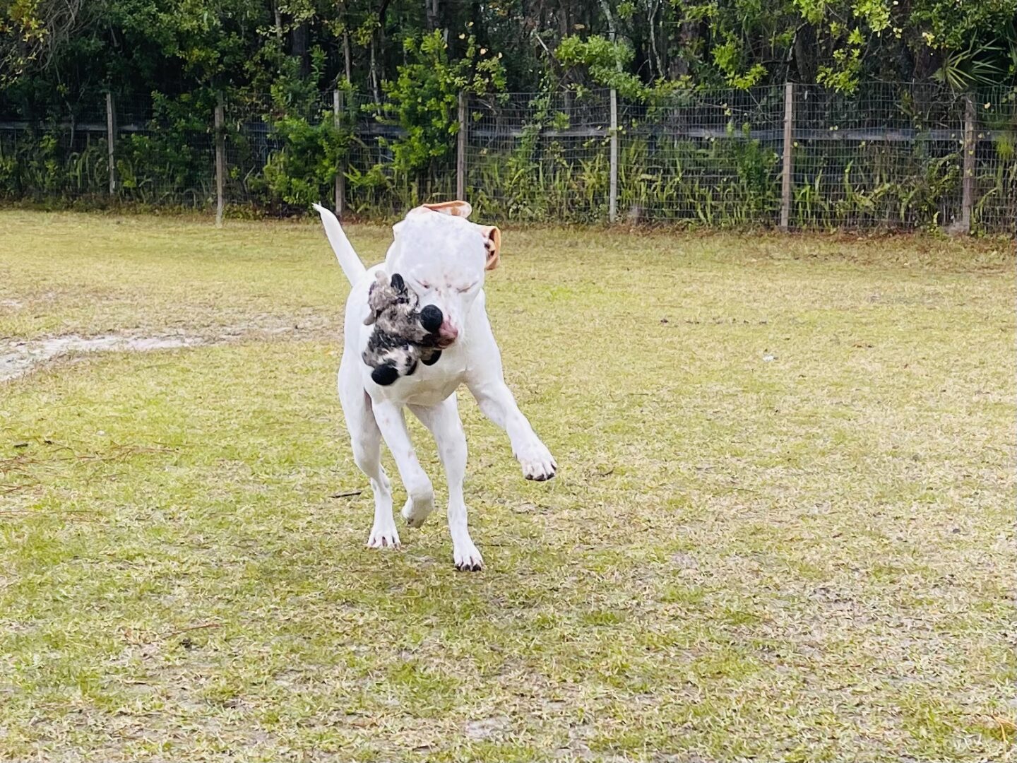 A white dog catching a frisbee in a field.