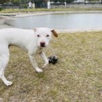 A white dog is playing in the grass near a pond.