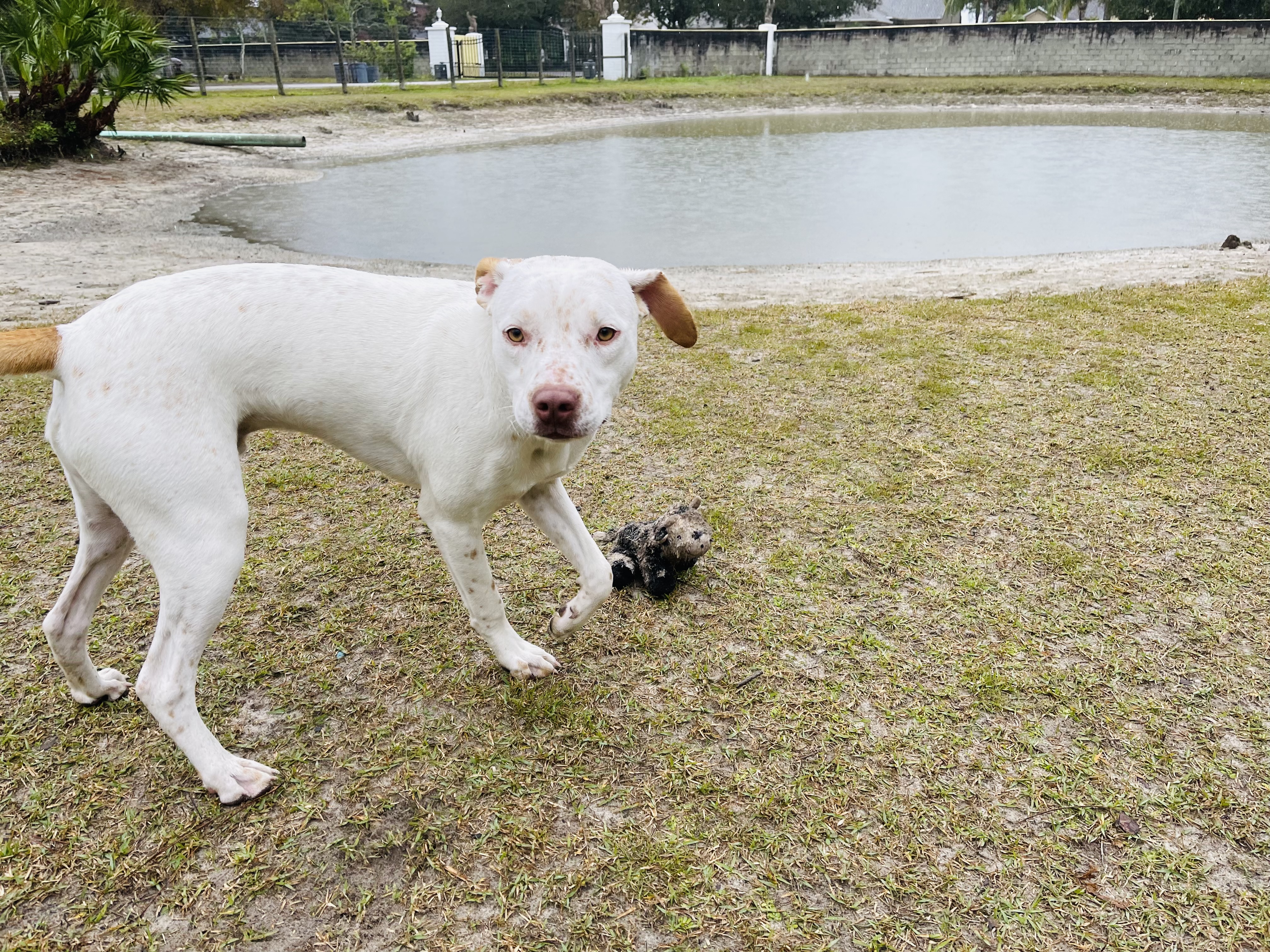 A white dog is playing in the grass near a pond.
