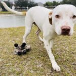 A white dog is standing next to a stuffed animal.