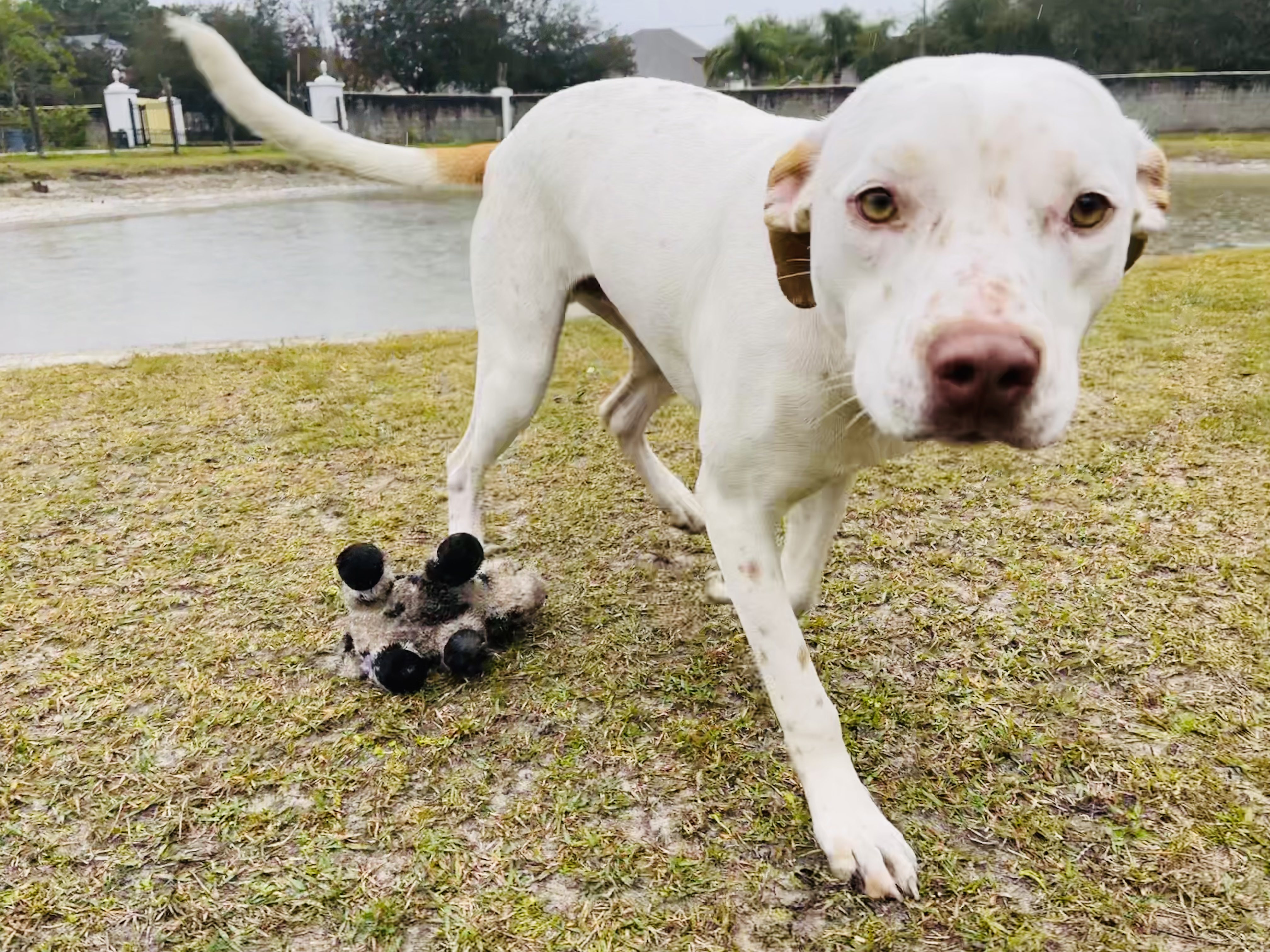 A white dog is standing next to a stuffed animal.
